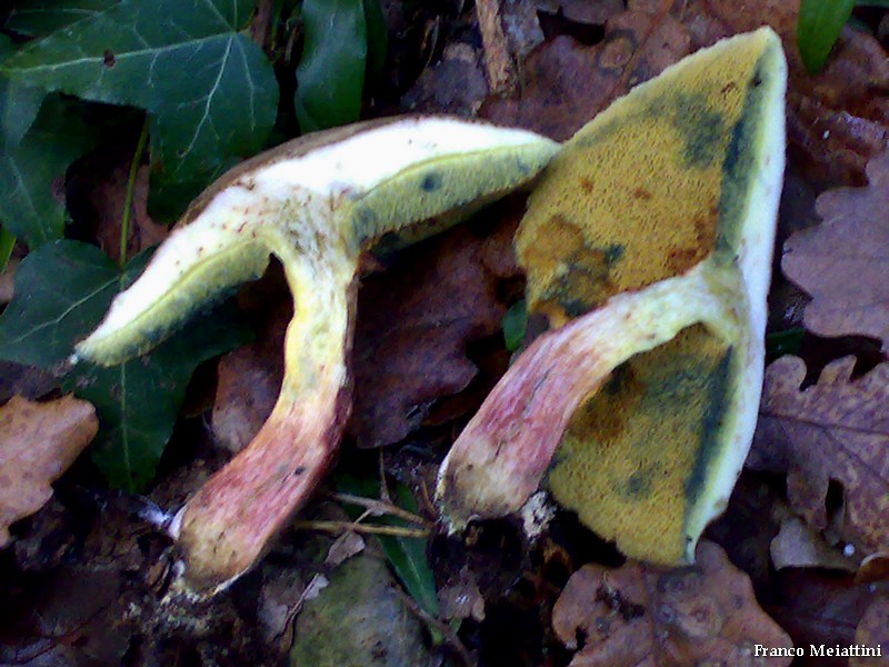 Xerocomus cisalpinus ??